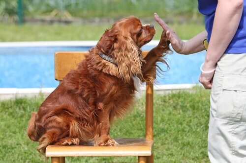 Köpek Eğitimi Verirken Uymanız Gereken 10 Kural
