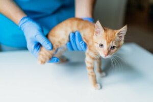 Kedim Sarardı: Kedilerde Karaciğer Yetmezliği
