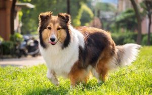 Shetland Çoban Köpeğinin Özellikleri