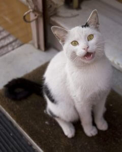 siyah beyaz ağzı açık kedi