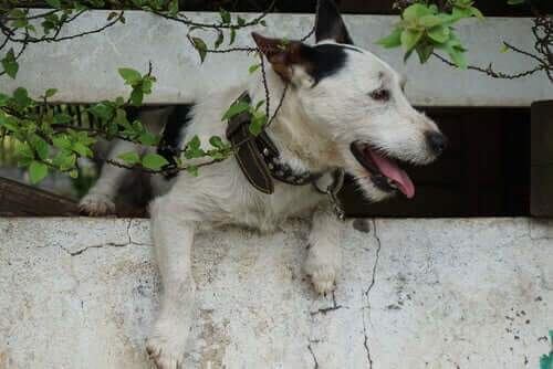 bir hayvanı kurtarmak