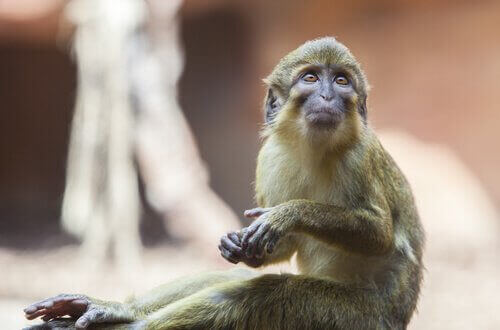 Talapoin Maymunları: Özellikleri, Davranışları ve Yaşam Alanları