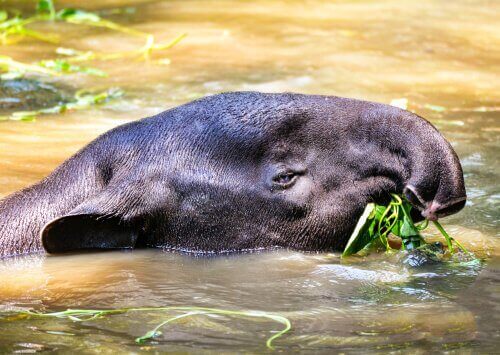 suda yüzen tapir