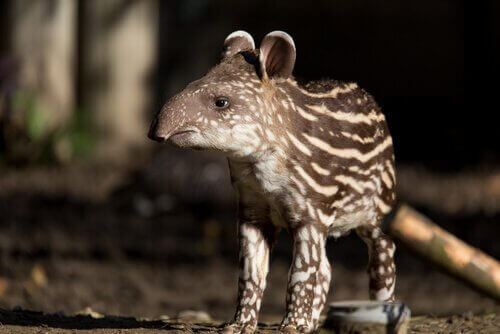 annesini arayan tapir
