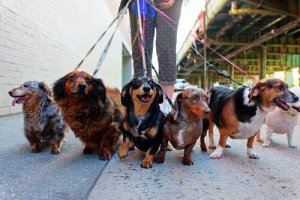 Tasma Eğitimi: Köpeğiniz Yürümeyi Reddettiğinde
