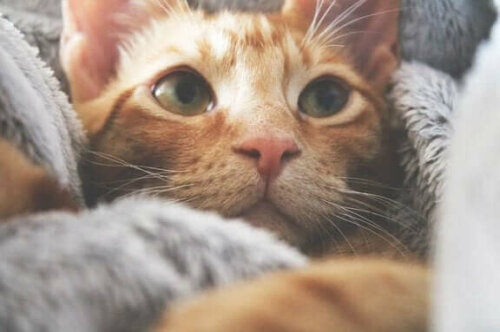 turuncu kedi ve kedilerde karaciğer yetmezliği