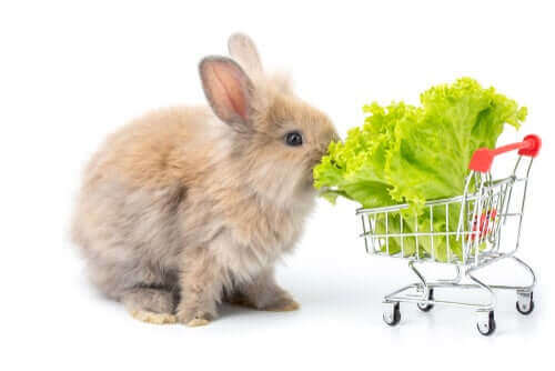 Yapraklı sebzeler veya sebzelerin yaprakları tavşanlar için en harika besin kaynakları.