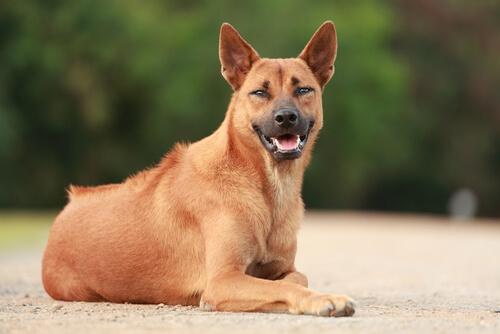 thai ridgeback kahverengi