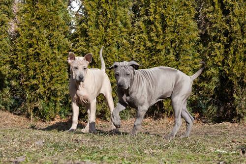 thai ridgeback köpek
