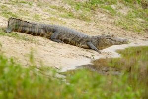 Jacare Kaymanı Ve Ana Özellikleri