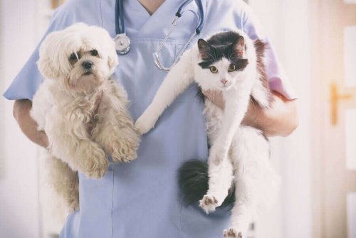 veterinerde kedi ve köpek