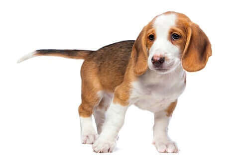 Av köpeği olarak kullanılabilen bir ırk.