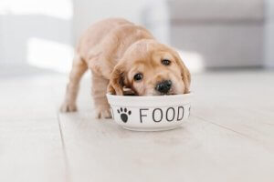 Yavru Köpek Beslemek İçin 6 İpucu