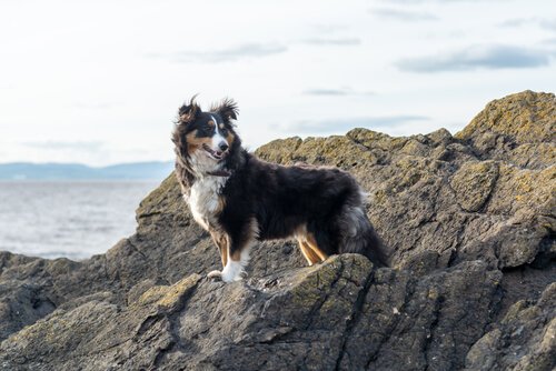 deniz kenarında bekleyen köpek