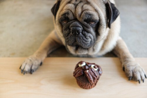 Cupcake bakan pug