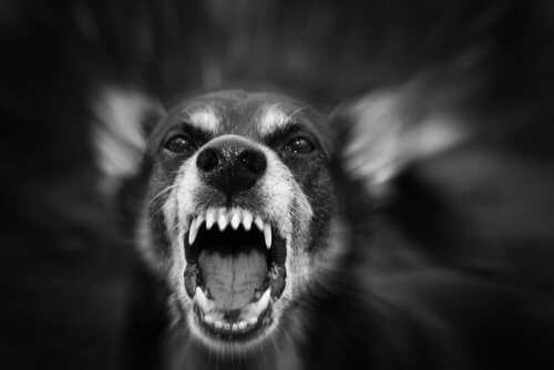 sahiplerinin davranışları nedeniyle agresifleşen köpek