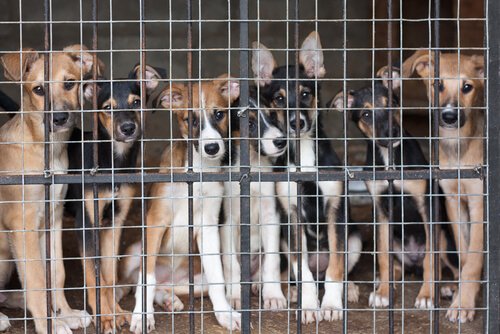 köpek sahiplenmek