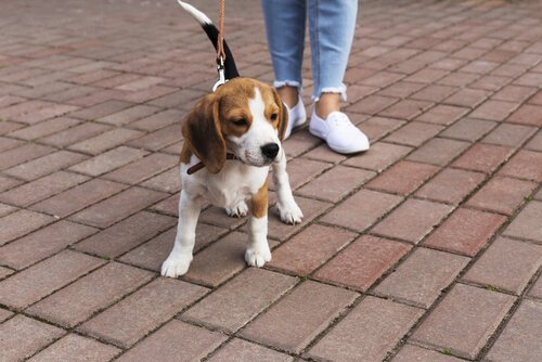Köpeklerde Diş ve Diş Eti Hastalıkları