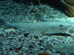 Berlam Balığı Göç Kalıpları: Bilmeniz Gerekenler