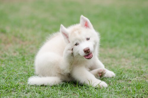 beyaz tüylü köpek