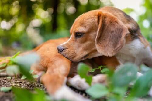 böcek ısırığını kaşıyan köpek