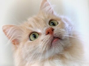 Clicker Kullanarak Kedi Eğitmek