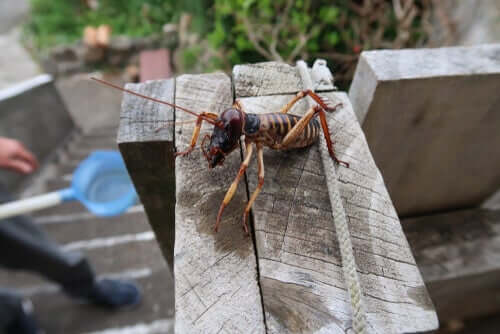 tahta üzerinde duran weta