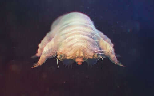 demodex görüntüsü