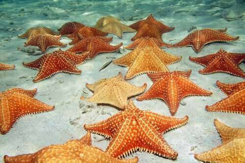 deniz yıldızları