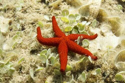 turuncu deniz yıldızı