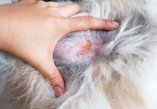 köpeklerde deri enfeksiyonları