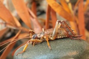Weta: Dünyanın En Büyük Böceklerinden Biri