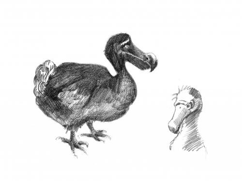 siyah beyaz dodo kuşu çizimi