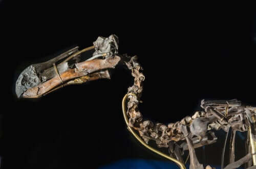 büyük dodo iskeleti ve dodo kuşu