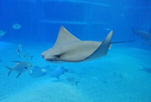 Elektrikli Balıklar Hangileridir?