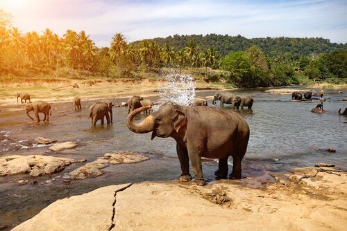 yıkanan filler