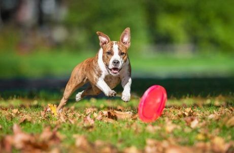 frizbi oynayan köpek