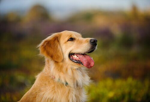 Golden Retriever: Aileler için en iyi köpeklerden biri