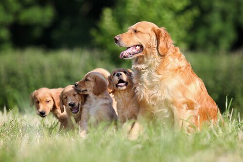 golden retriever ırkının kökeni