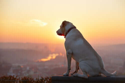 Gün batımını izleyen köpek ve hayvan ötanazisi