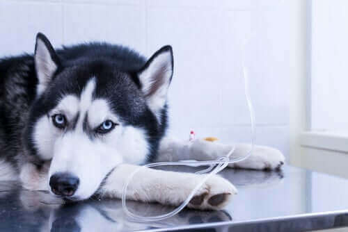 hasta husky