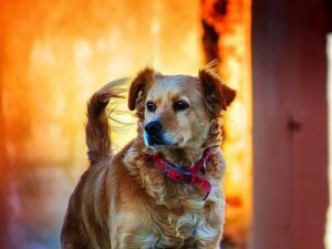 Hayvan Hakları Üzerine Genel Bilgiler