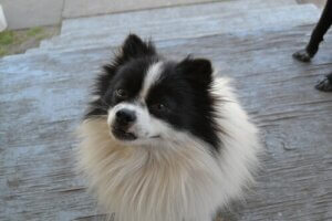 Dikkat! Köpeğiniz yaptığınız her şeyi hatırlar