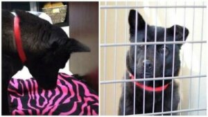 İstismar Edilen Köpek Yatarak Uyuyamıyor