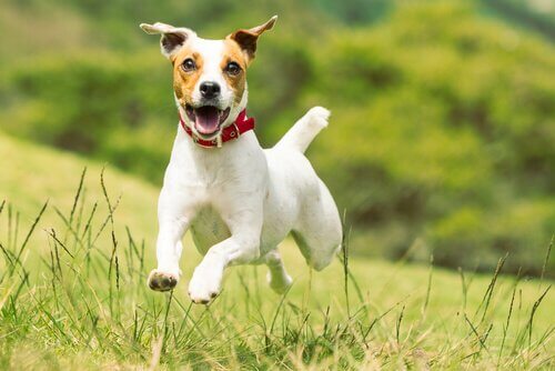 küçük köpekler ve jack russell terrier