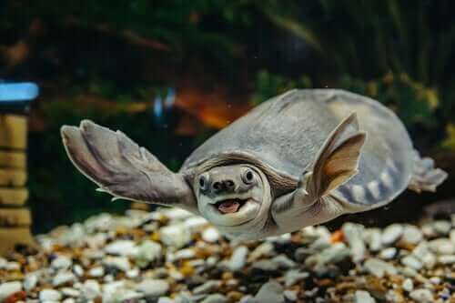 Su Kaplumbağası Bakımı Nasıl Olmalı?