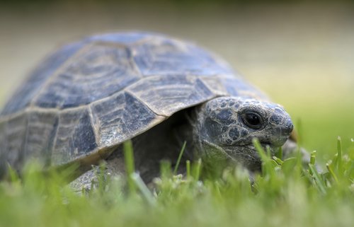 kaplumbağa yetiştirmek