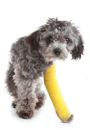 ayağı kırılmış köpek ve köpeklerin ayaklarındaki incinmeler