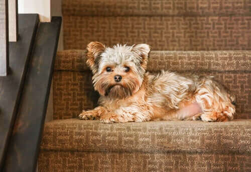 merdivenlerde oturan köpek