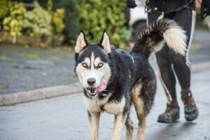 Bir Köpek ile Kilo Vermek